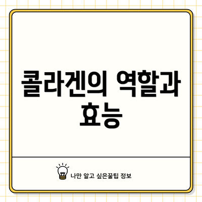 콜라겐의 역할과 효능